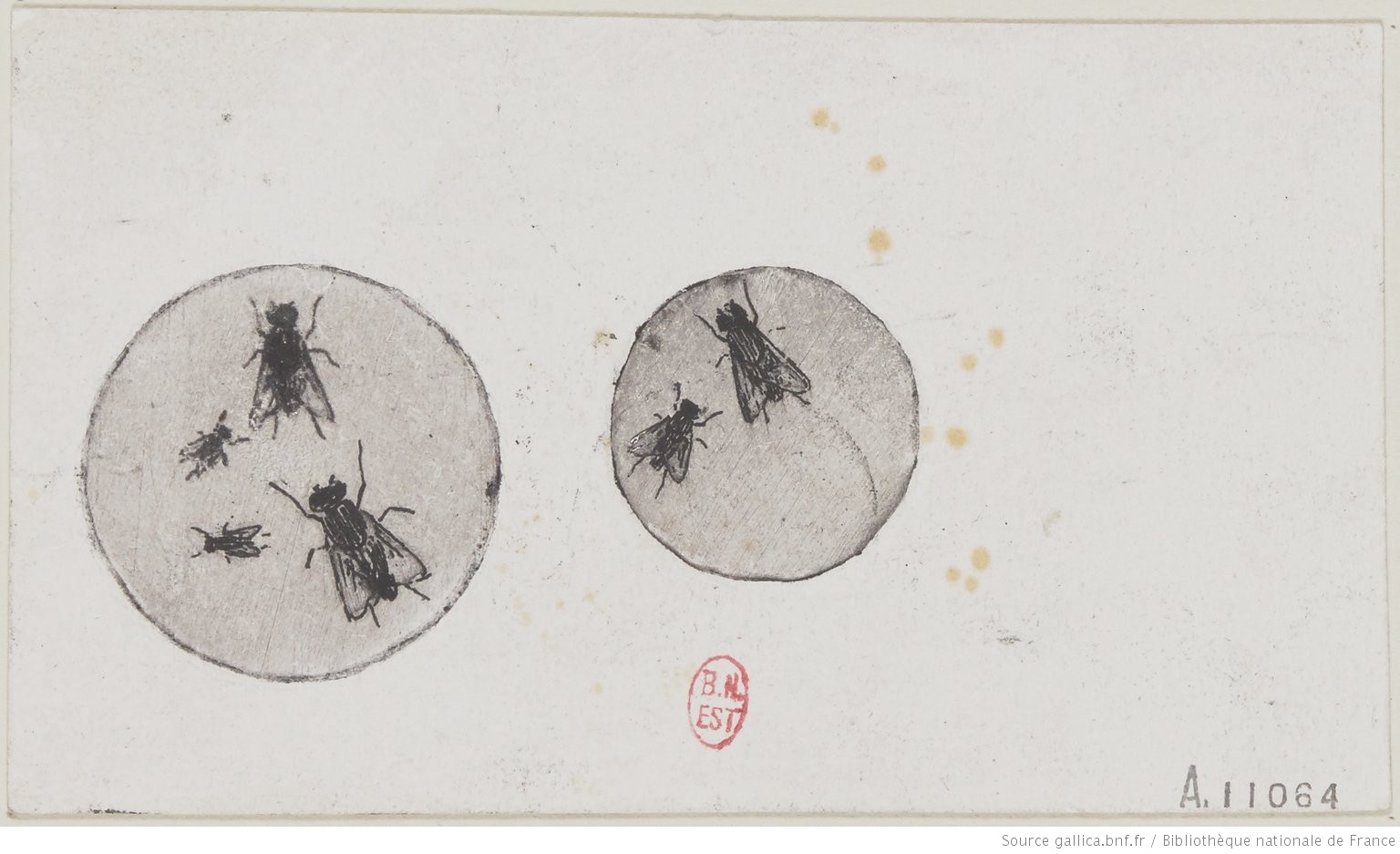 Les_mouches - estampe - Henri Guérard